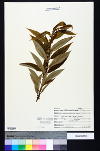 Salix caroliniana image