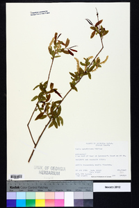 Salix caroliniana image