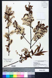 Salix caroliniana image