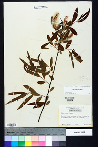 Salix caroliniana image