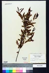 Salix caroliniana image