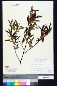 Salix caroliniana image