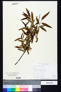 Salix caroliniana image