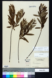 Salix caroliniana image