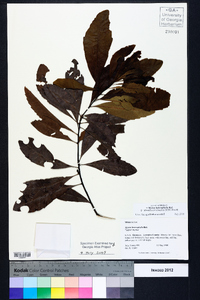 Morella caroliniensis image