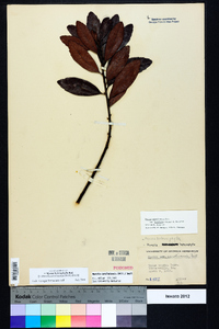 Morella caroliniensis image