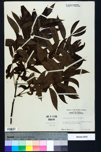 Carya aquatica image