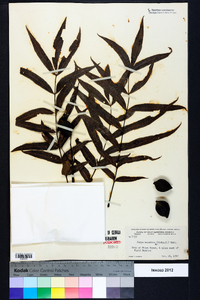 Carya aquatica image