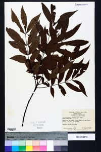 Carya aquatica image