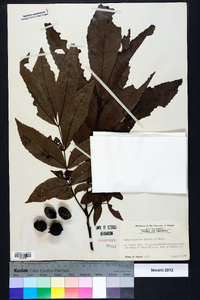 Carya aquatica image