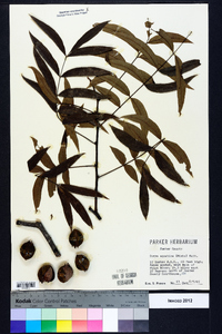 Carya aquatica image