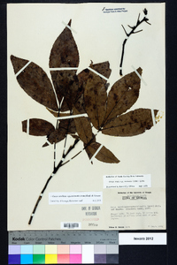 Carya carolinae-septentrionalis image