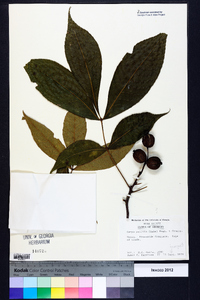 Carya pallida image