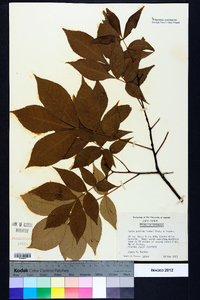 Carya pallida image