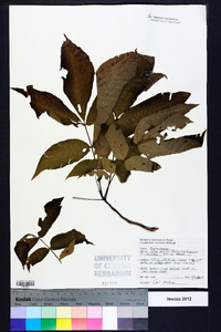 Carya pallida image