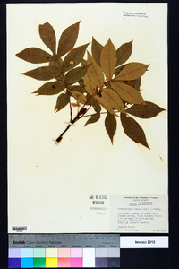 Carya pallida image