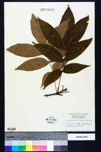 Carya pallida image