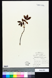 Carya pallida image