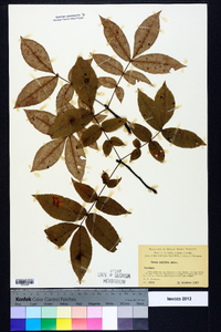 Carya pallida image