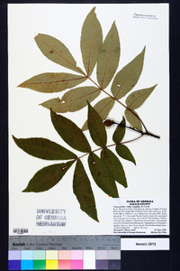 Carya pallida image