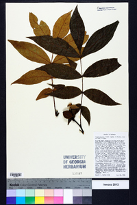 Carya pallida image