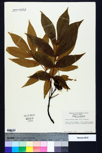 Carya pallida image