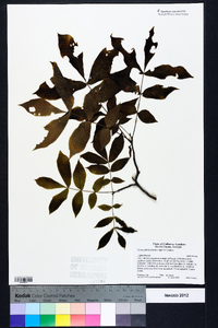 Carya pallida image