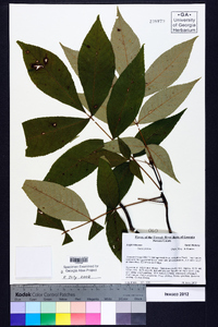 Carya pallida image