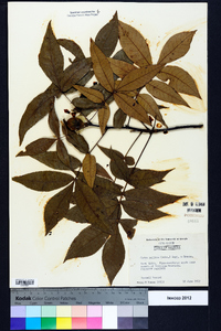 Carya pallida image