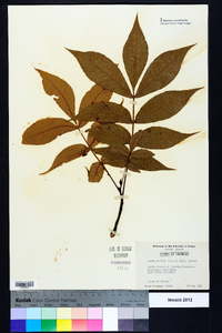 Carya pallida image