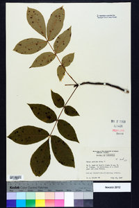 Carya pallida image