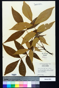 Carya pallida image