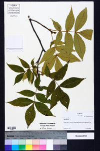 Carya pallida image