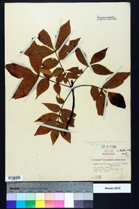 Carya pallida image