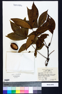 Carya pallida image