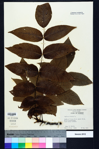 Juglans cinerea image