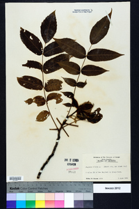 Juglans cinerea image