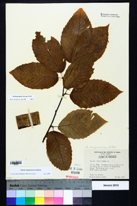 Betula alleghaniensis image