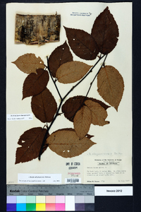 Betula alleghaniensis image