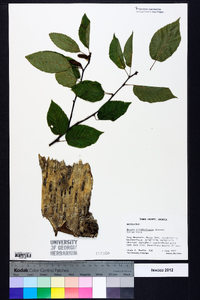 Betula alleghaniensis image