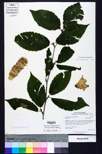 Betula alleghaniensis image