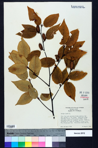 Betula lenta image