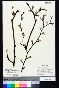 Betula lenta image