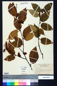 Betula lenta image