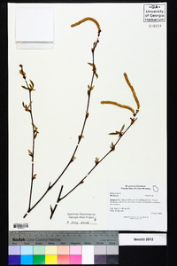 Betula lenta image