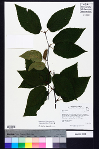 Betula lenta image