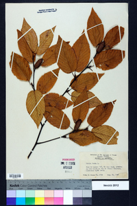 Betula lenta image