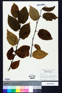 Betula lenta image