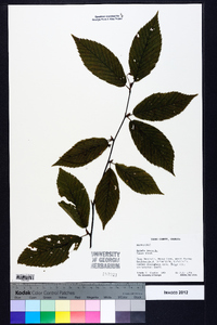 Betula lenta image