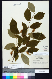 Corylus cornuta image